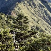 HENRO Trail Runners