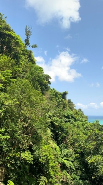 3/13旅人花見in浅草