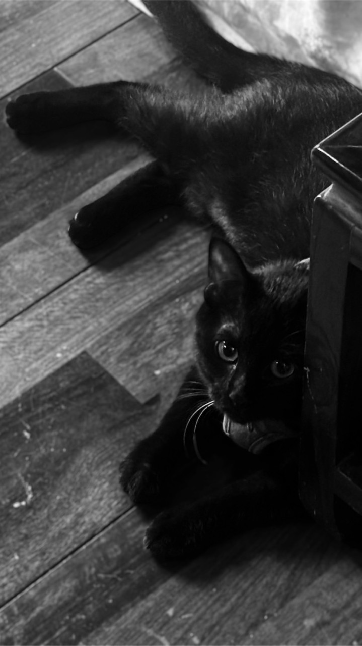 貓奴酒水所🐈‍⬛
