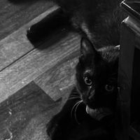 貓奴酒水所🐈‍⬛