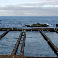 海樂水產養殖廠觀賞魚競標買賣（北部）