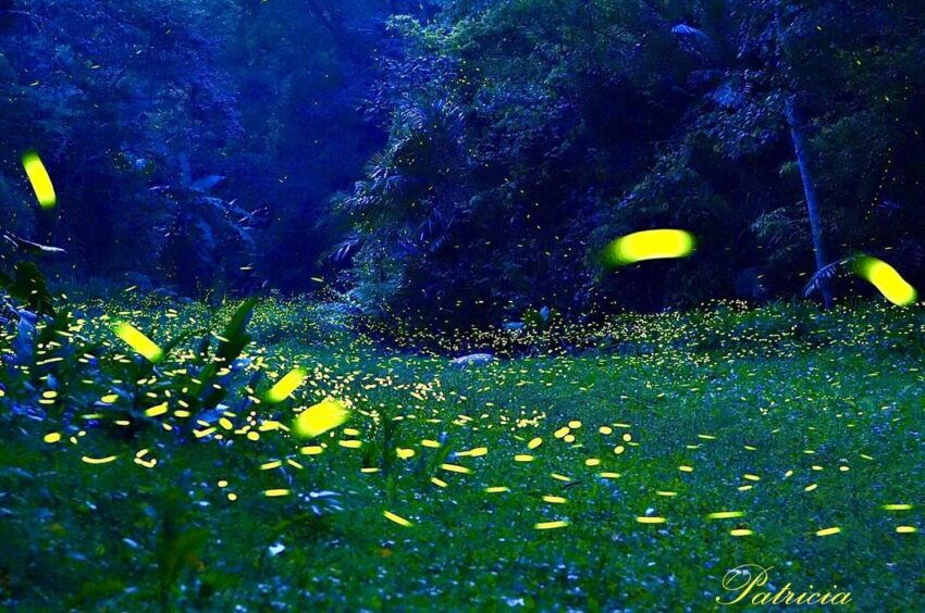 2021螢火蟲季 西湖渡假村