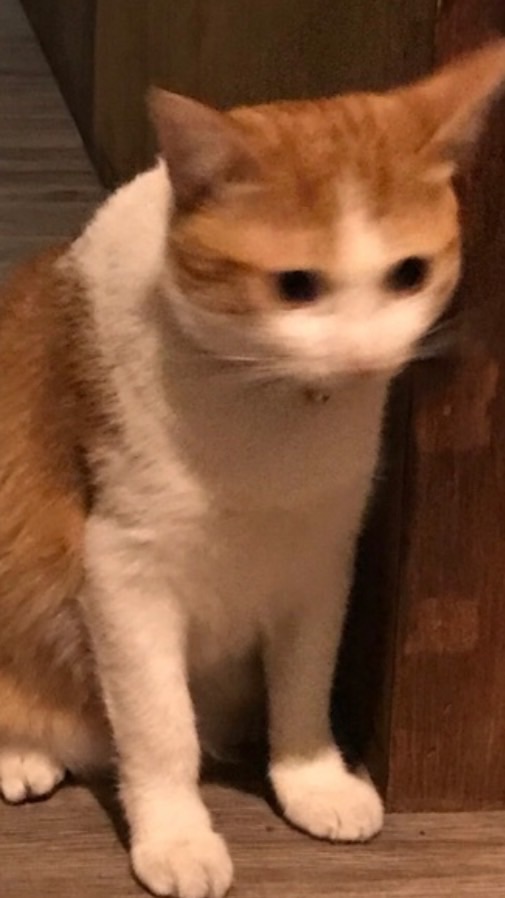 兮聊兮聊