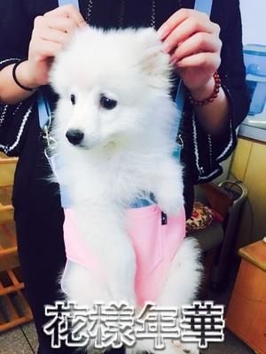 狗狗外出包包 貓咪泰迪便攜式雙肩胸前背包 防水耐臟耐用寵物背帶 花樣年華