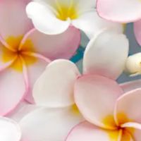 埼玉 40代 50代  友達作り🍀仲間作り