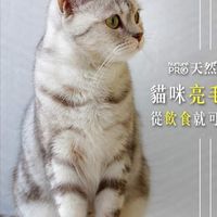貓奴柴🐈寵物/雜貨群組