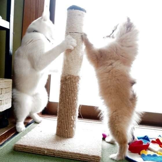 これはいったいu2026謎の体勢で眠る猫の寝姿が「白ナマコ」!?