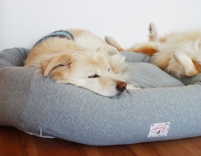 枕を使うわが家の犬たち 穴澤賢の犬のはなし