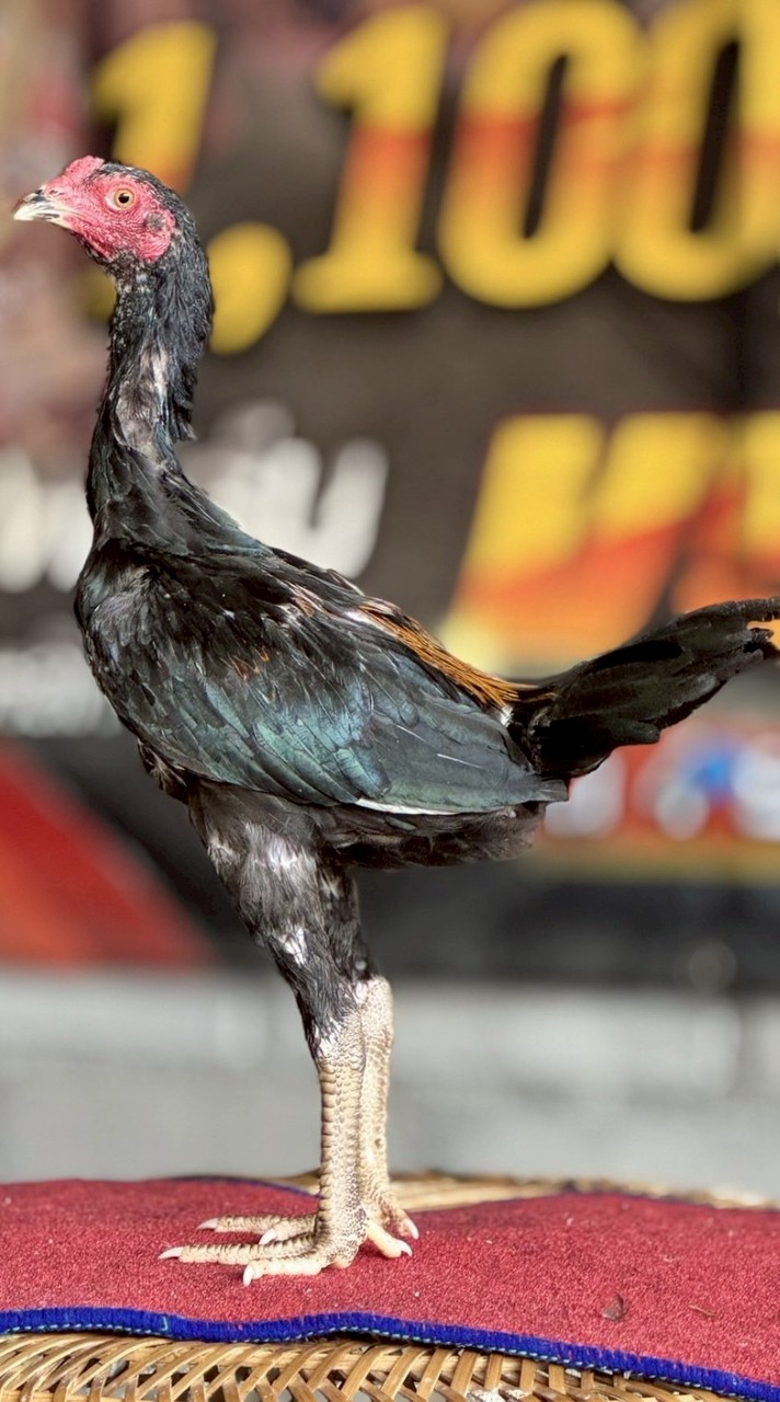 กลุ่มซื้อขายไก่ชน และประมูลไก่