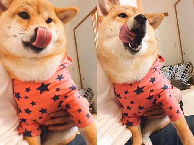 柴犬吃納豆反應太特別嚇壞男子獸醫診斷後他害羞到抬不起頭 Nownews寵毛網 Line Today