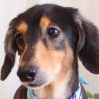 ✨集まれ愛犬家✨