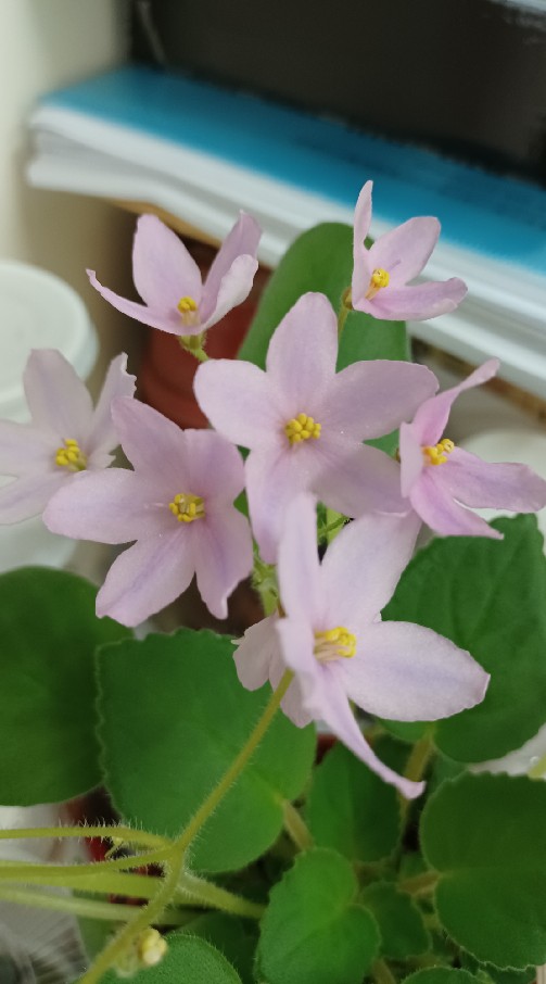 非洲蓳分享群