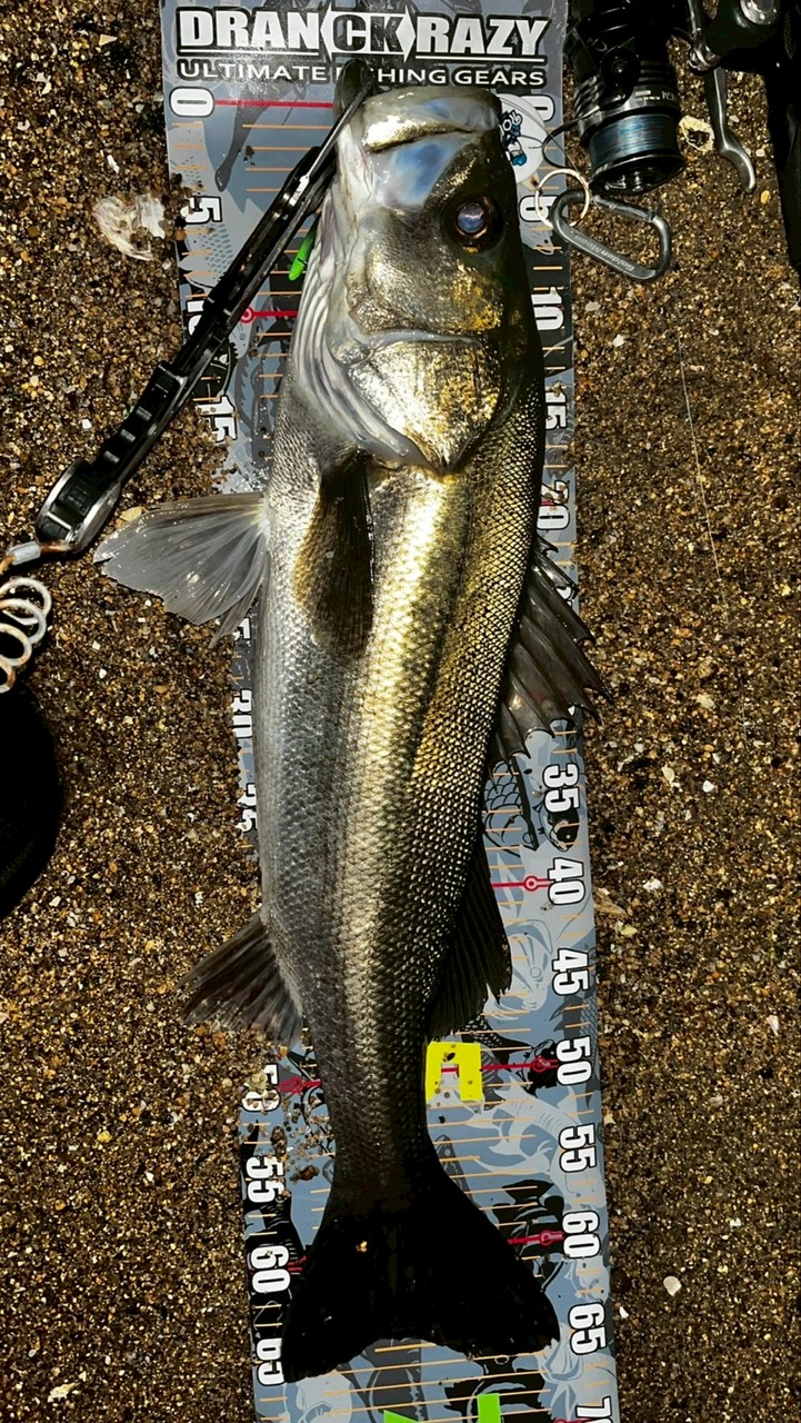 阪神間シーバス＆チヌ