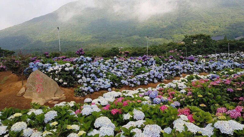 高家繡球花田公布第三園區內花況
