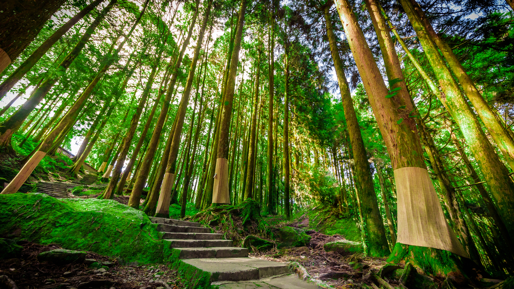 阿里山