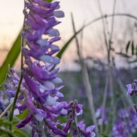 多摩市＊子育てほっとライン🌷