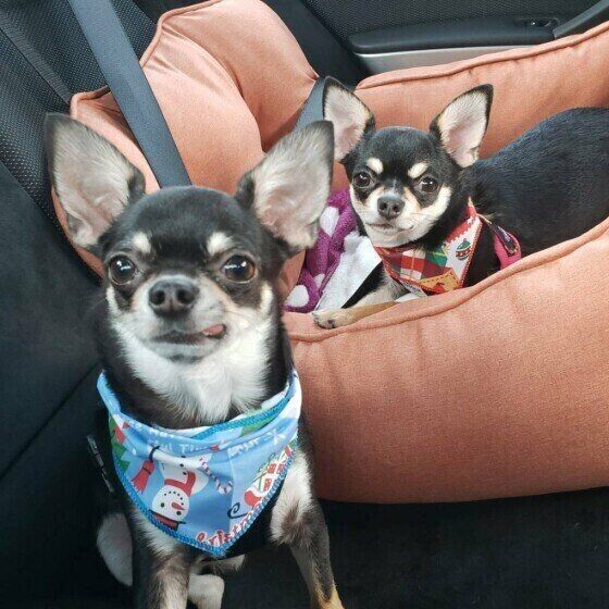 クセ 病気 愛犬のかわいいしぐさ 実は病気かもしれません いぬのきもちnews