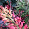 植物　オージープランツ集いの部屋
