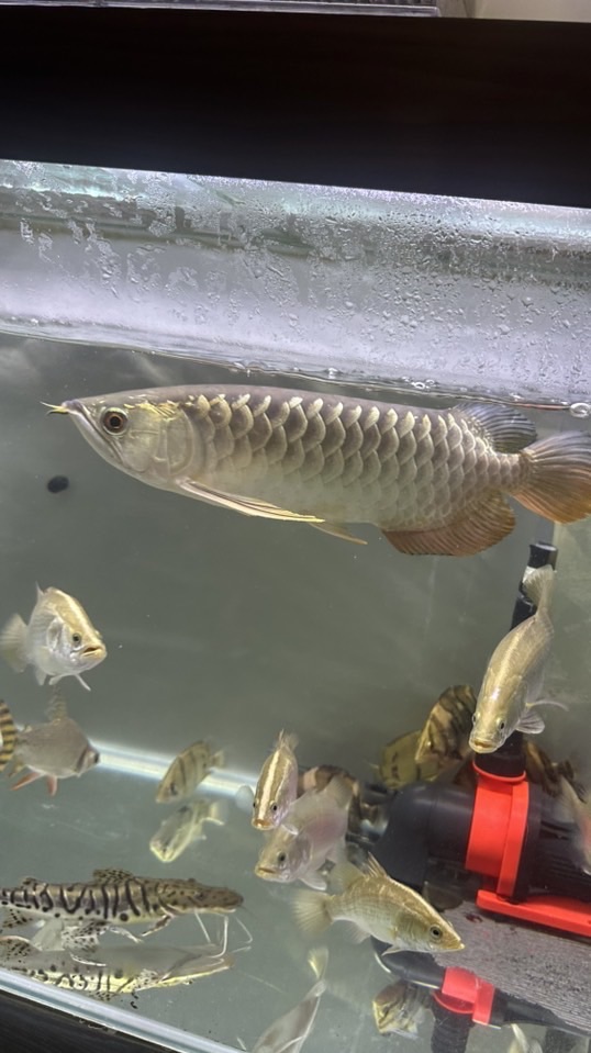 玥岑水族🐟