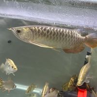 玥岑水族🐟