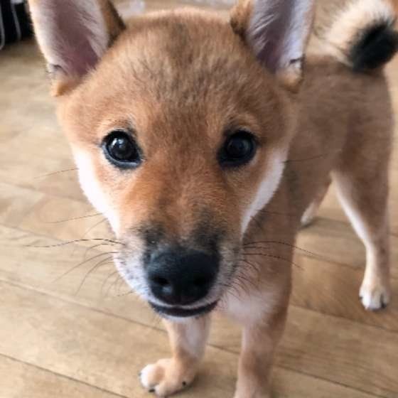 真剣に見ていることも 犬の目にテレビはどう映っている