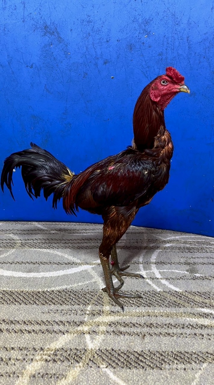 โชติสุวรรณ_ฟาร์ม  (ระยอง)