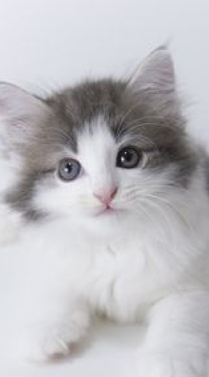 猫の写真で癒やされよう!!!