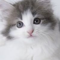 猫の写真で癒やされよう!!!