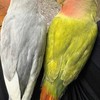 愛情鳥 -小鸚/牡丹