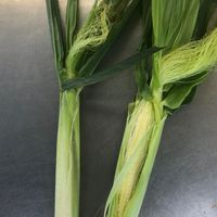 LM農產品分享區