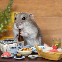 倉鼠歡樂團