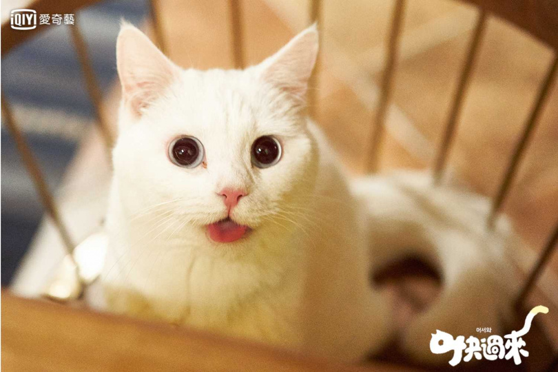 五官精緻的金明洙是INFINITE的門面。（圖/愛奇藝台灣站）