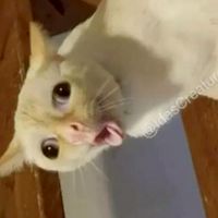 貓咪那些事