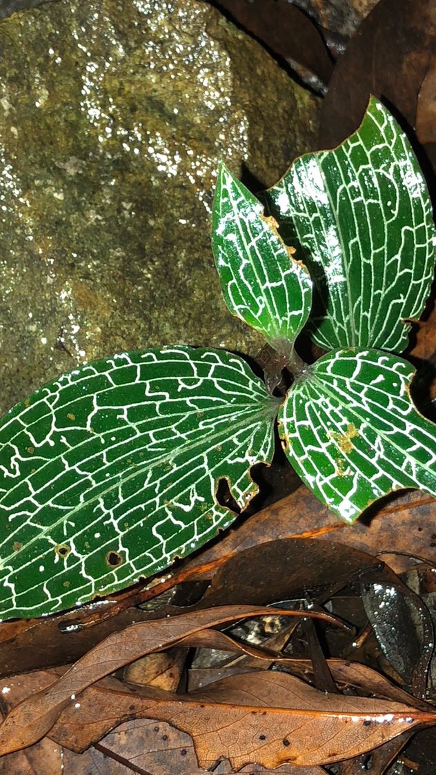 OpenChat 生物   植物   固有種    亜種   研究  etc
