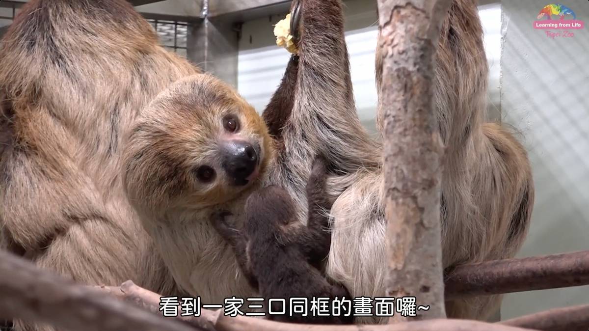 花蓮兆豐農場美女當媽了〜二趾樹獺家族迎來新生命 | 臺北市立動物園 | LINE TODAY