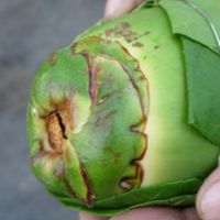吉米狗專業檳榔