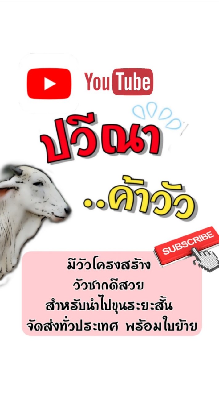 ป​วีณา​ค้าวัว**ตัวเมีย**