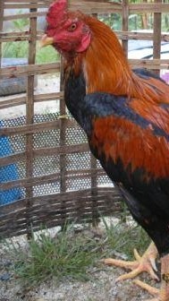 วัวใต้ ไก่ใต้ ได้เรื่อง