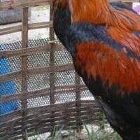 วัวใต้ ไก่ใต้ ได้เรื่อง