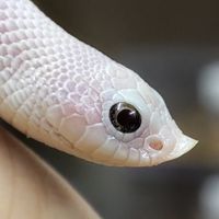 Hognose Thailand