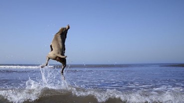 就算你不是愛狗人士 你也要會「目不轉睛」的看著這位攝影師的精彩寵物照