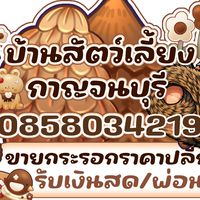 บ้านสัตว์เลี้ยงกาญจนบุรี ราคาปลีก/ส่ง🐿️