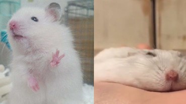 汪星人喵星人全閃邊去，這幾隻網紅倉鼠的搞笑POSE絕對萌翻妳