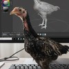 ซุ้ม ส.อาทิตย์ ไก่ชนสายเลือด