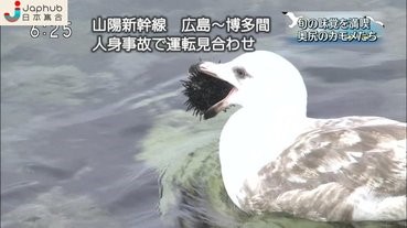 海鷗#食好西的奇特方法 人類：「好痛呀！」