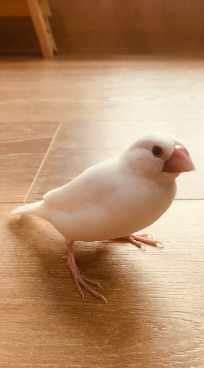 鳥類小寵物（聊天討論群）