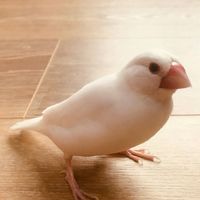 鳥類小寵物（聊天討論群）