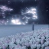 ナンテネ 。  ＊　全緩ハント