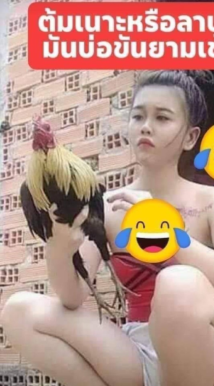 ทุกเรื่องไก่ชน