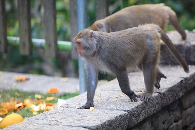 圖片來源：台東觀光旅遊網
